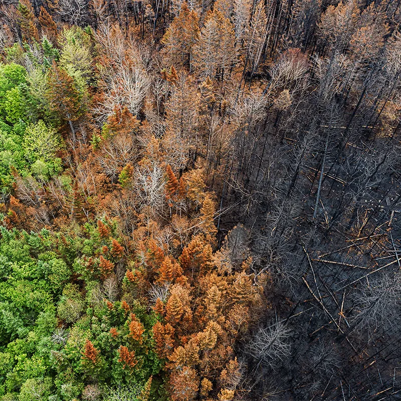 Natural Disaster Forest